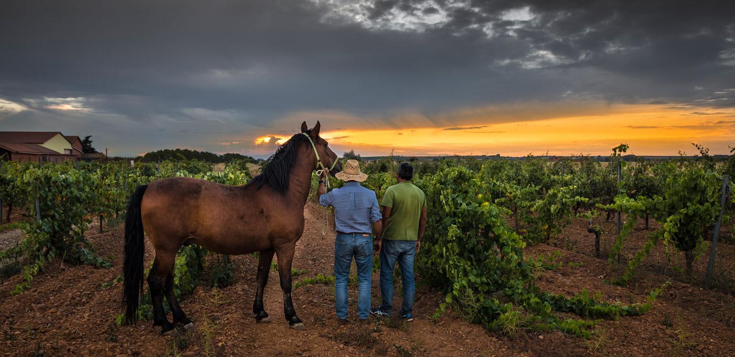 El sueño de las alforjas - viñedos de la bodega