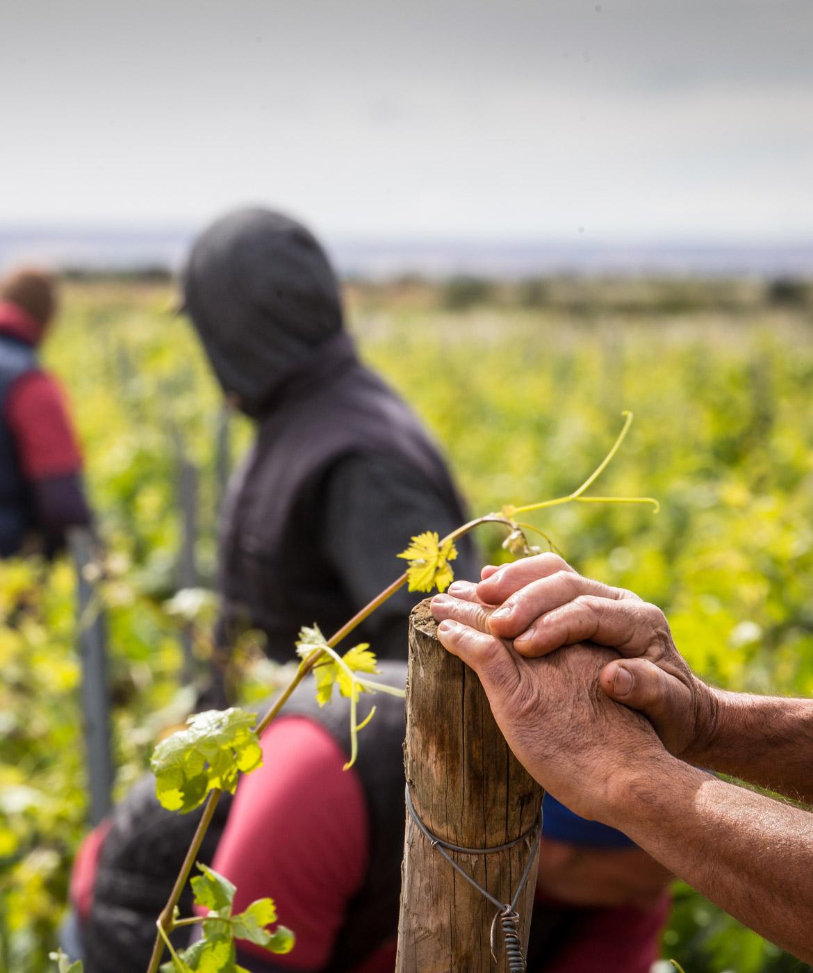 El sueño de las alforjas - trabajadores del viñedo